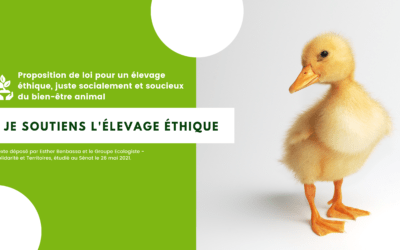 Au Sénat : les écologistes imposent le débat sur l’élevage intensif
