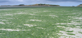 Algues vertes : François de Rugy dénonce la provocation gouvernementale