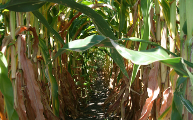 Taxes sur les semences : le droit à l&rsquo;alimentation en danger