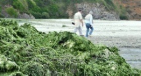 Marées vertes : la France cache sa réponse à la Commission européenne