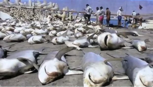 Encore quelques efforts pour interdire la découpe d&rsquo;ailerons de requin en mer