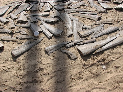 Le Parlement européen interdit la découpe d’ailerons de requins en mer