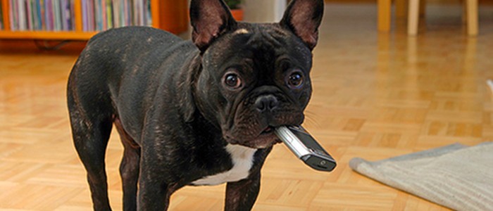 Ondes électromagnétiques et inaction publique… vers un nouveau scandale sanitaire ? (Communiqué des Jeunes écologistes)