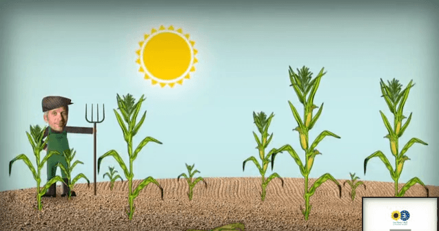 OGM : hypocrisie et décision scandaleuse de la Commission Juncker