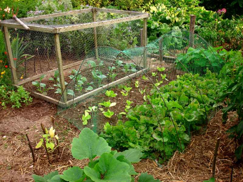 Loi zéro phyto : Petite histoire d&rsquo;une grande victoire écologiste