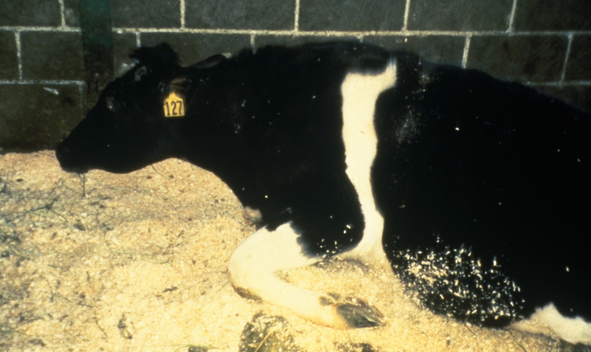 Un non-lieu dans l&rsquo;affaire de la vache folle, mais des mesures au niveau européen