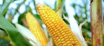 Interdiction des OGM : un moratoire nécessaire, mais pas suffisant.