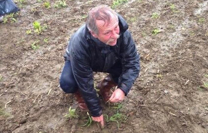 Action Fauchage symbolique de maïs OGM : EELV pour une interdiction européenne