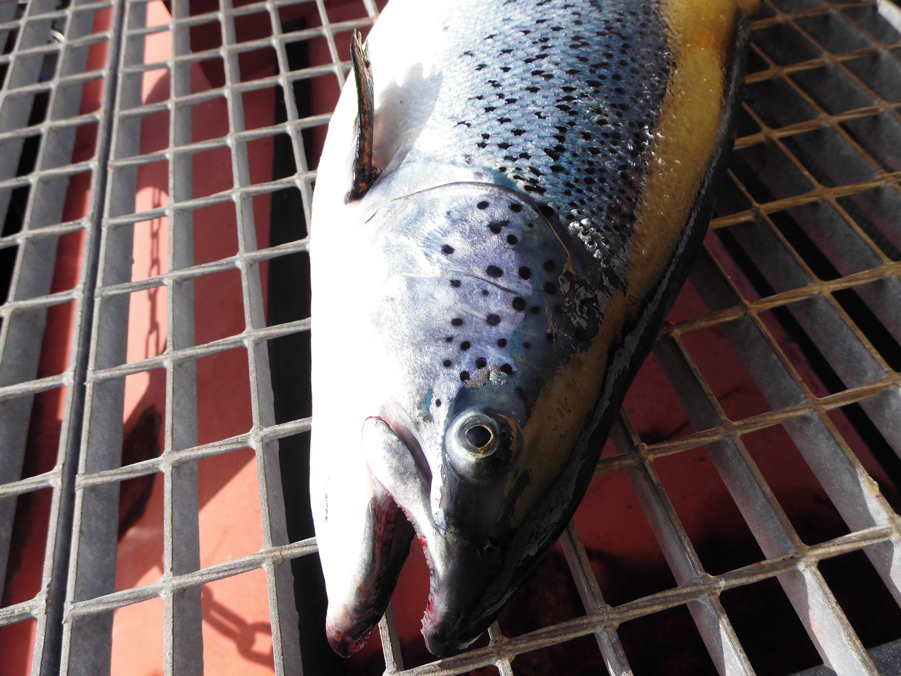 Saumon : EELV réclame des contrôles et une meilleure information des consommateurs