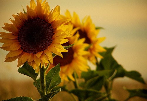 Le contenu de la loi