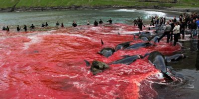 Soutien aux militants de Sea Shepherd