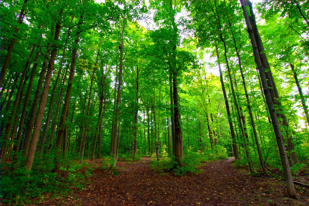 Center Parcs à Chambaran : EELV appelle à manifester contre le « Sivens de Rhône Alpes »