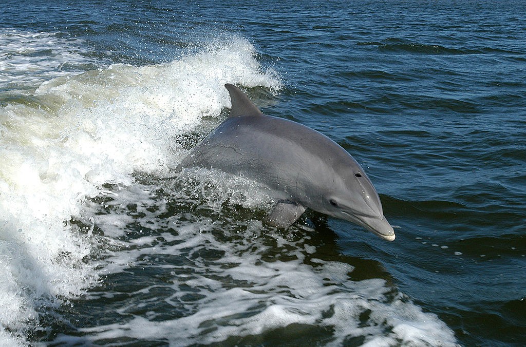 Les populations d’animaux marins ont diminué « de 49 % entre 1970 et 2012 »