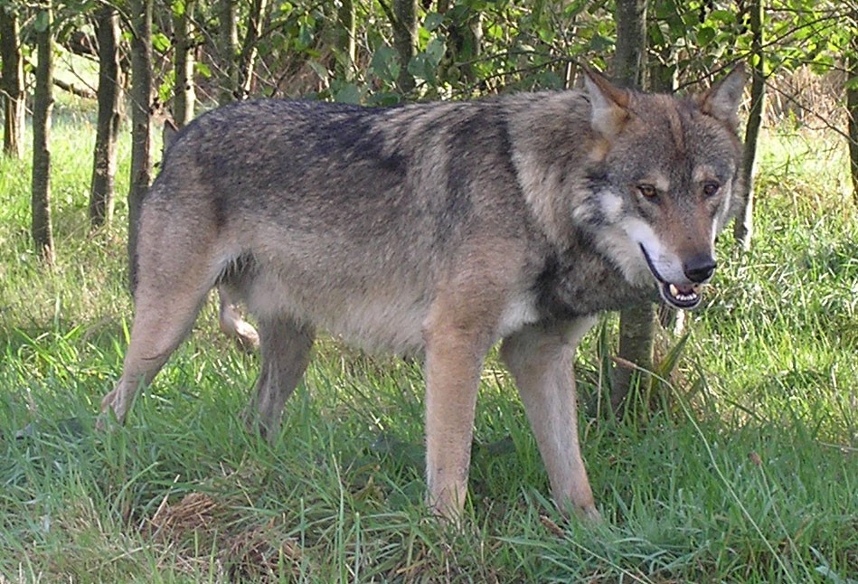 Le loup : sortir de l’impasse