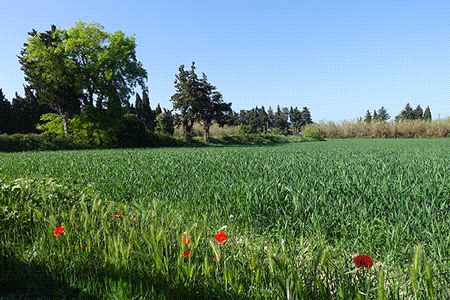 La loi agriculture et alimentation n’est pas à la hauteur des enjeux