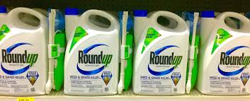 Glyphosate : face à l’inaction du gouvernement, EELV agit en justice