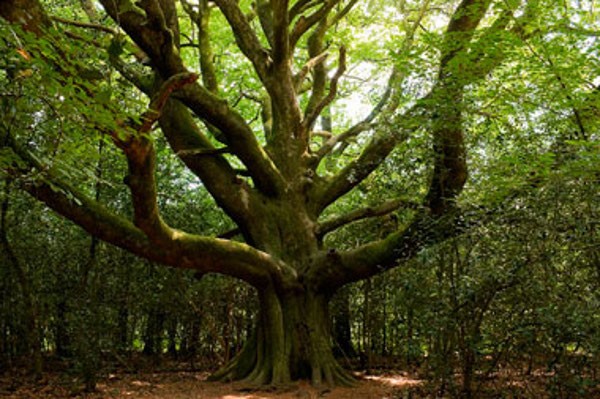 Les forêts françaises ne sont pas à vendre !