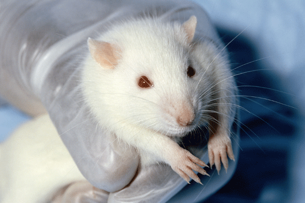Rendre possible les alternatives à l’expérimentation animale