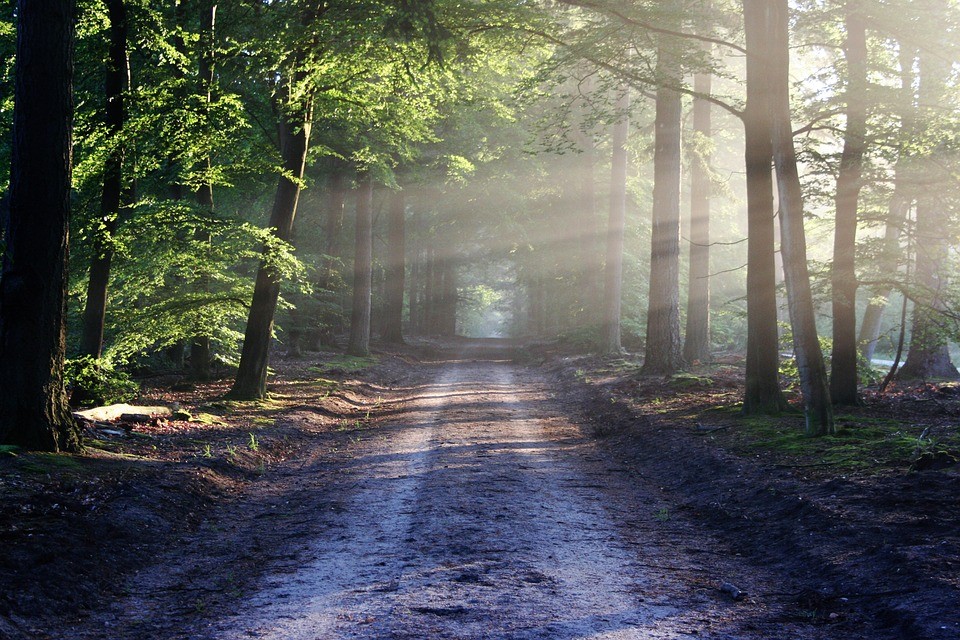 Démantèlement de l’ONF: ce sont les forêts qui sont attaquées