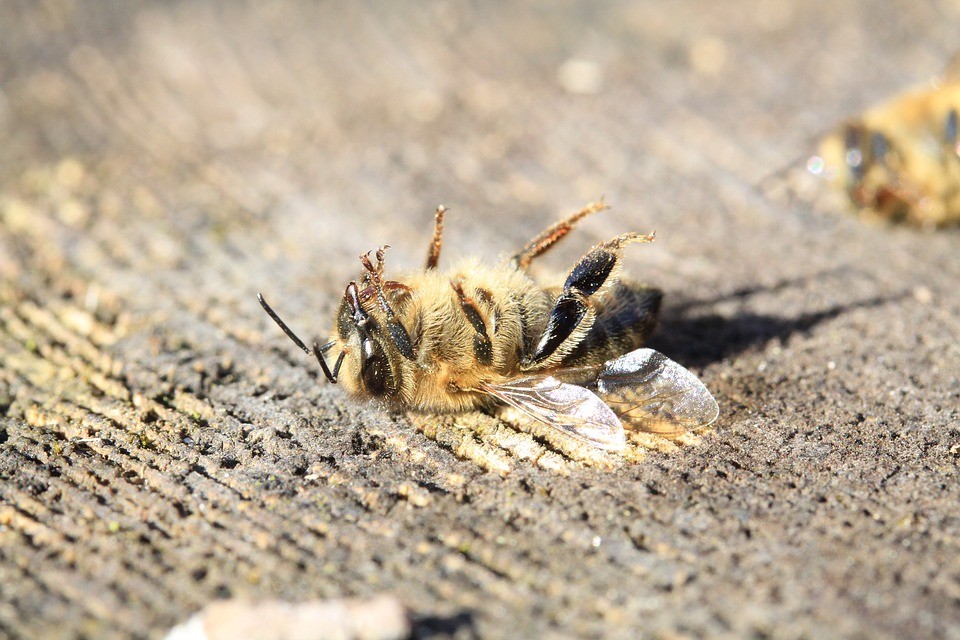 Recherche sur les coûts cachés des pesticides : le gouvernement fait primer les lobbies agrochimiques sur la santé de la population
