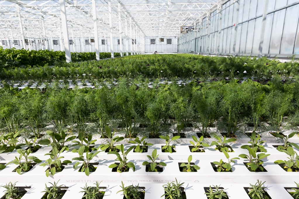 Autorisation des serres chauffées dans l’agriculture bio : un non-sens écologique