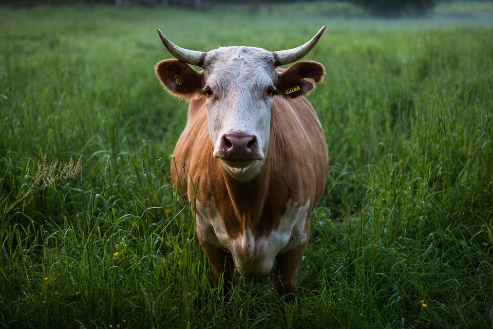 Vaches à hublot : l’agro-industrie dans toute son horreur