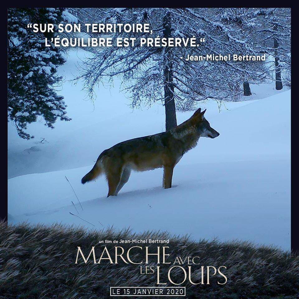 La cause des loups