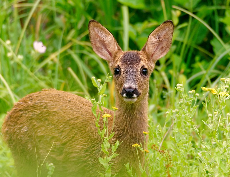 Non à l’extension de l’ouverture de la chasse