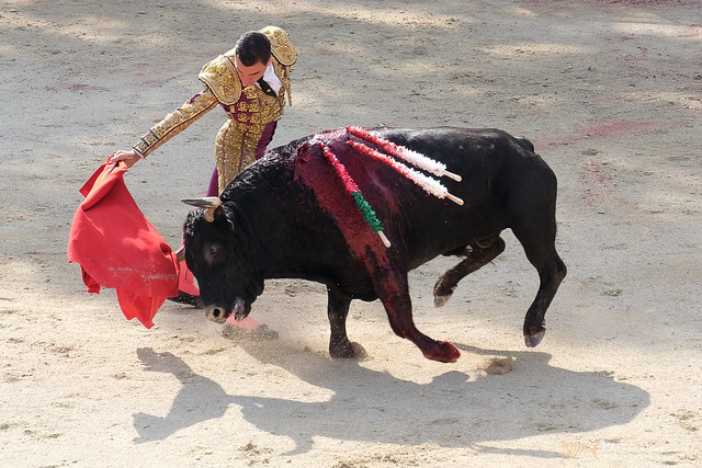 Exposition contre la corrida à Villeneuve-lès-Avignon   ce samedi 8 février : EELV apporte son soutien à la FLAC