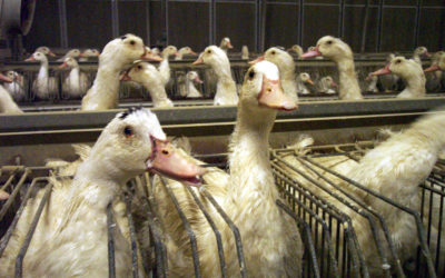 Un nouveau scandale dans la filière du foie gras : où sont les contrôles et les améliorations tant attendus ?