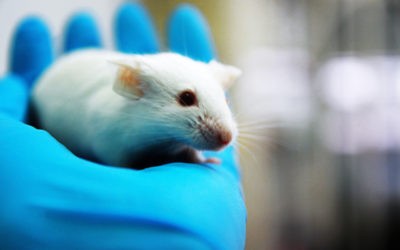 Les pouvoirs publics doivent s’engager pour une vraie transparence sur l’expérimentation animale