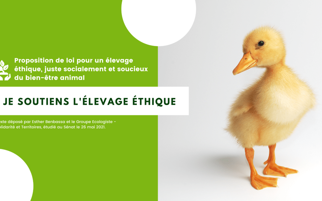 Au Sénat : les écologistes imposent le débat sur l’élevage intensif