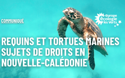 Requins et tortues marines sujets de droit en Nouvelle-Calédonie !