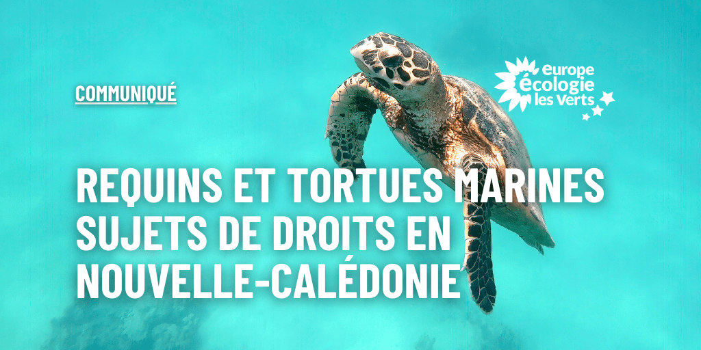 Requins et tortues marines sujets de droit en Nouvelle-Calédonie !